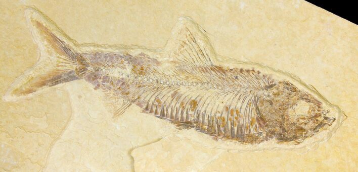 Fossil Fish (Knightia) - Wyoming #136770
